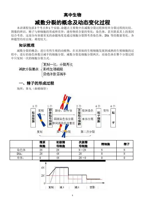 高中生物减数分裂的概念及动态变化过程