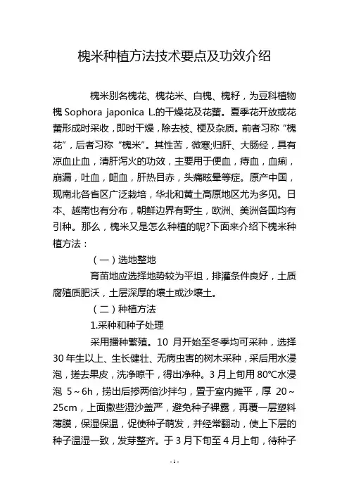 槐米种植方法技术要点及功效介绍