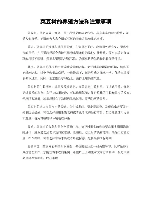 菜豆树的养殖方法和注意事项