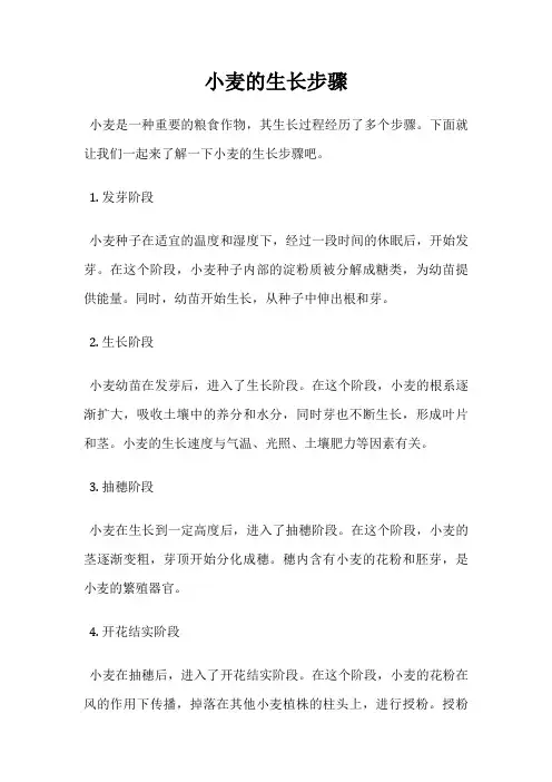 小麦的生长步骤