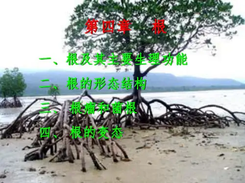 《植物学》完整：根ppt课件