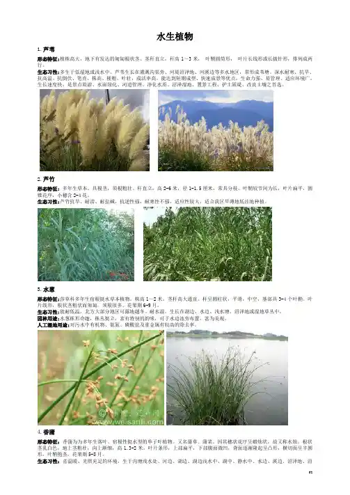 园林植物讲解(水生植物)