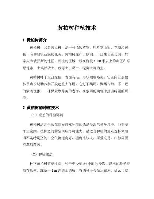黄柏树种植技术