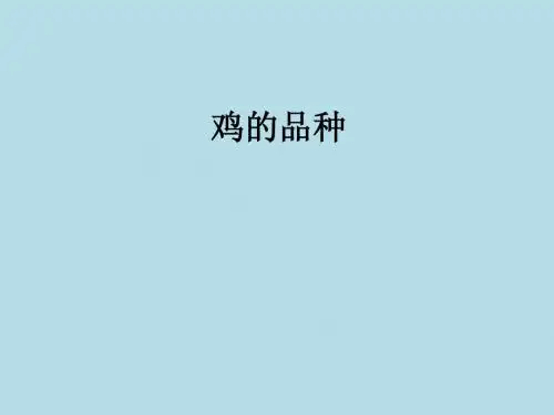 鸡的品种
