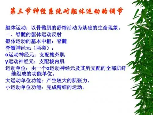 生理学第二十四讲 神经系统的躯体运动功能