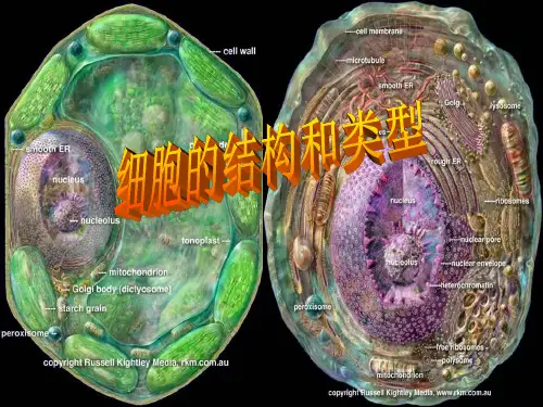 【高中生物】细胞的结构和类型ppt