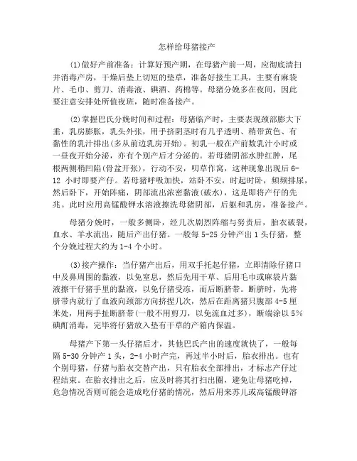 怎样给母猪接产