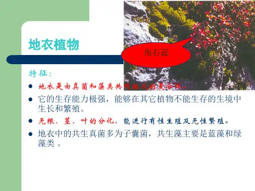 植物学 4地衣