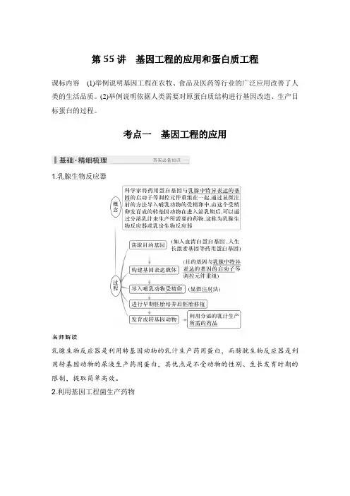 2025高考生物总复习基因工程的应用和蛋白质工程