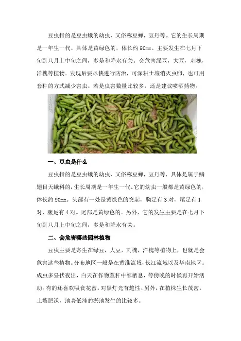 豆虫是什么,会危害哪些园林植物