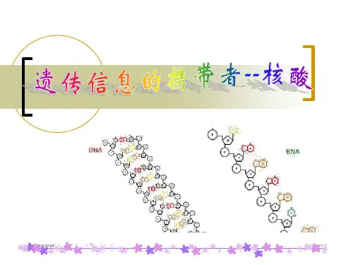 高中生物必修一人教版：2.3遗传信息的携带者——核酸-PPT教学课件
