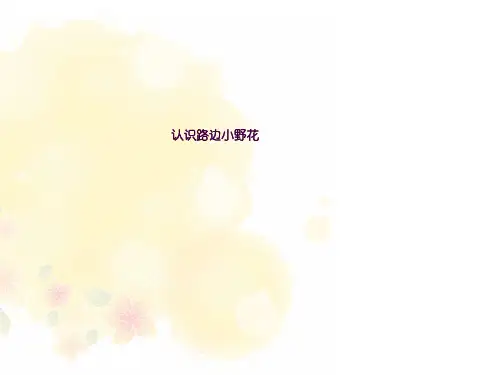 认识路边的小野花ppt课件