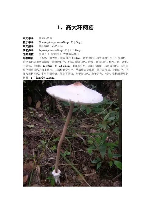 20种经济真菌