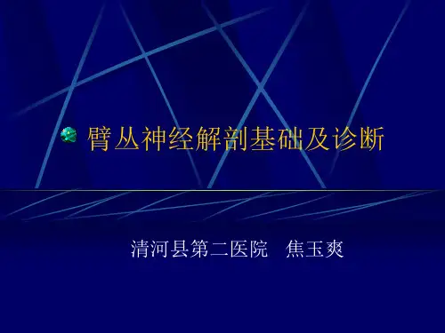 臂丛神经解剖基础及诊断