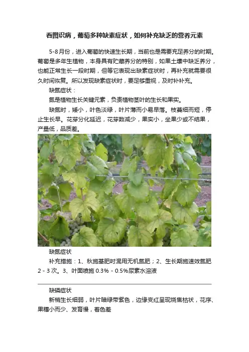看图识病，葡萄多种缺素症状，如何补充缺乏的营养元素