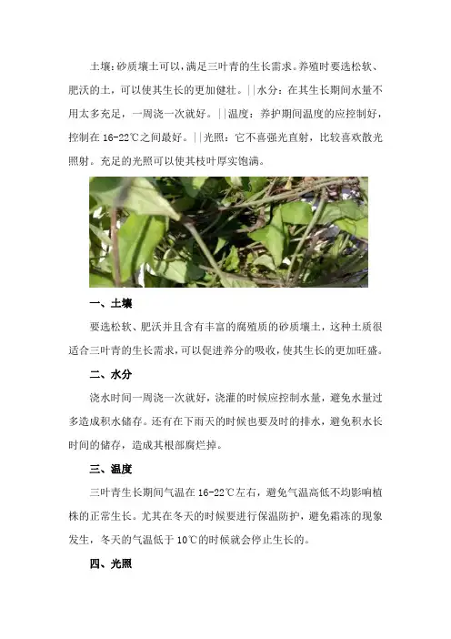三叶青的养殖方法和注意事项