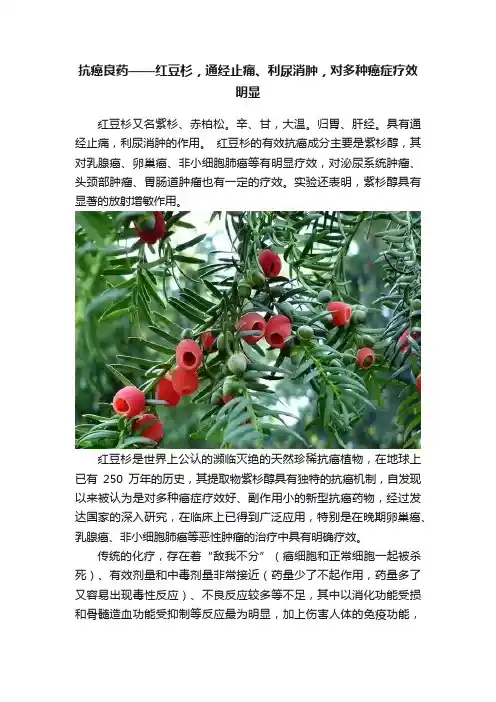 抗癌良药——红豆杉，通经止痛、利尿消肿，对多种癌症疗效明显