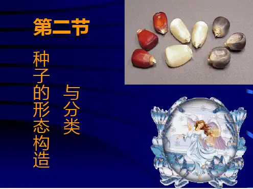 种子的形态结构与分类
