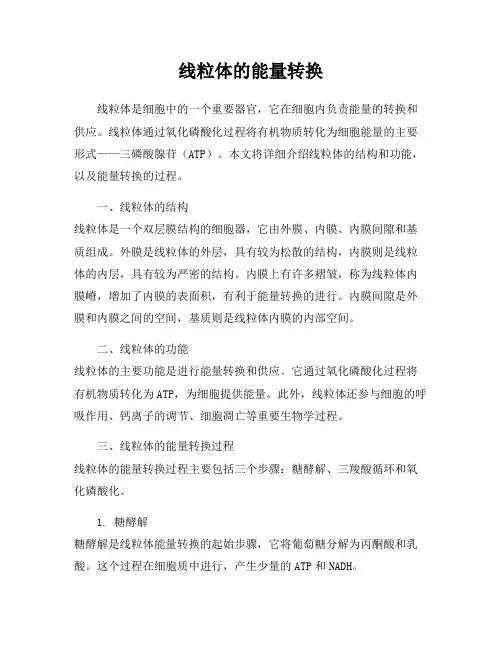 线粒体的能量转换