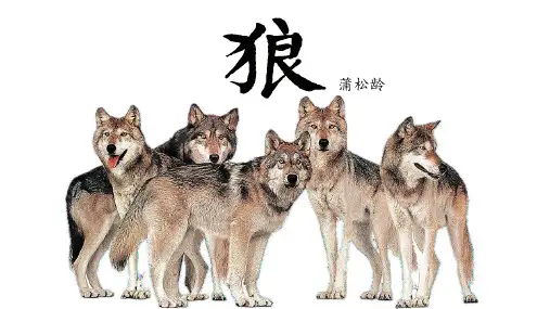 第20课《狼》课件-2024-2025学年七年级语文上册同步备课课件(统编版2024)