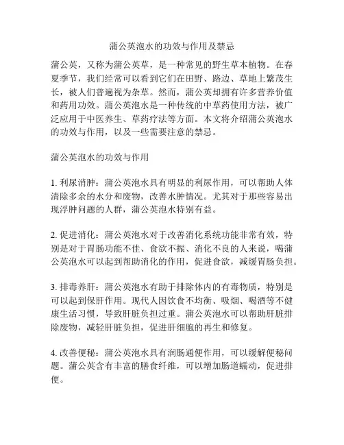 蒲公英泡水的功效与作用及禁忌