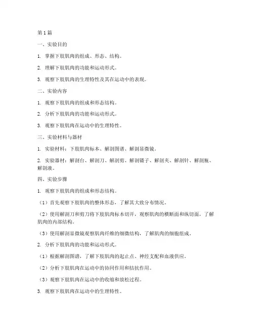 下肢肌肉观察实验报告(3篇)