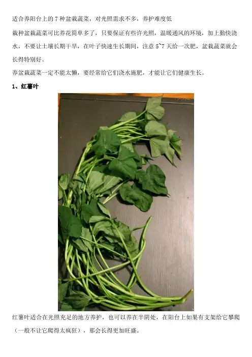 适合养阳台上的7种盆栽蔬菜,对光照需求不多,养护难度低