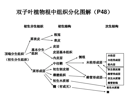 植物学：双子叶植物根中组织分化图解(