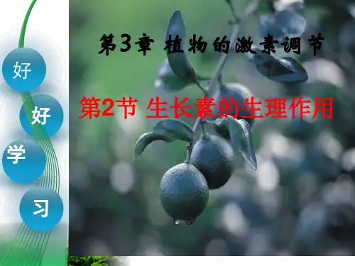 【新教材】人教版高中生物生长素的生理作用ppt1