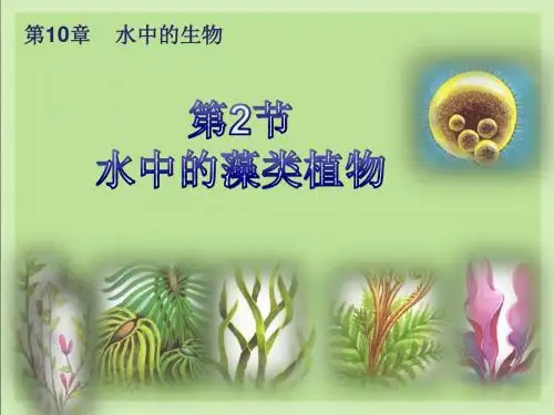 水中的藻类植物