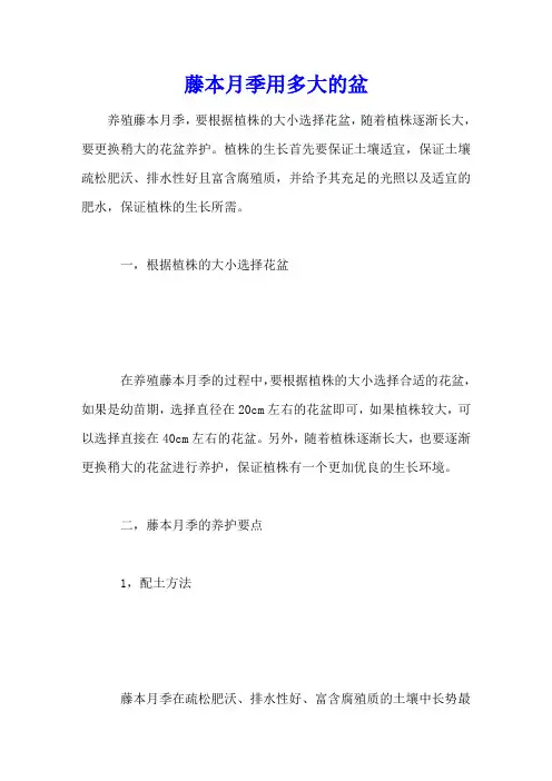 藤本月季用多大的盆