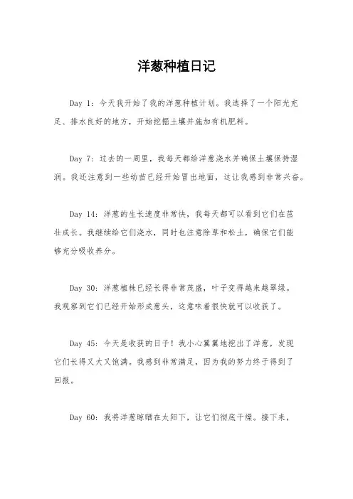 洋葱种植日记