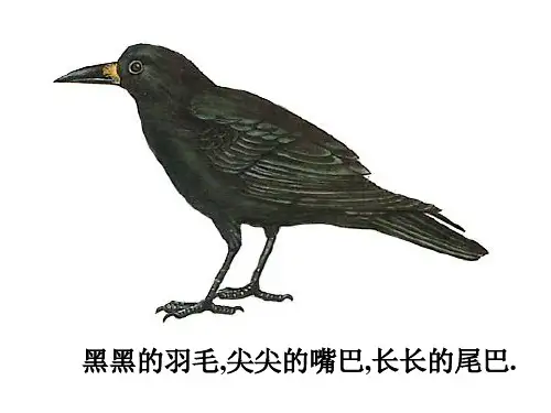 乌鸦喝水     课件(共19张PPT)