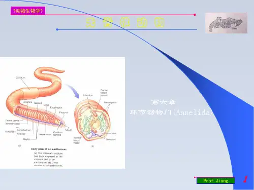 2024-药用动物学环节动物门06上课用