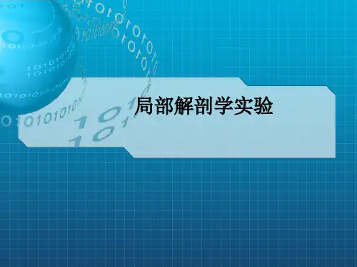 《局部解剖学实验》PPT课件