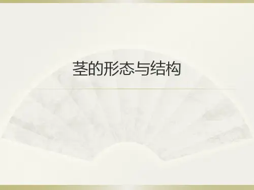 茎的形态与结构 PPT课件