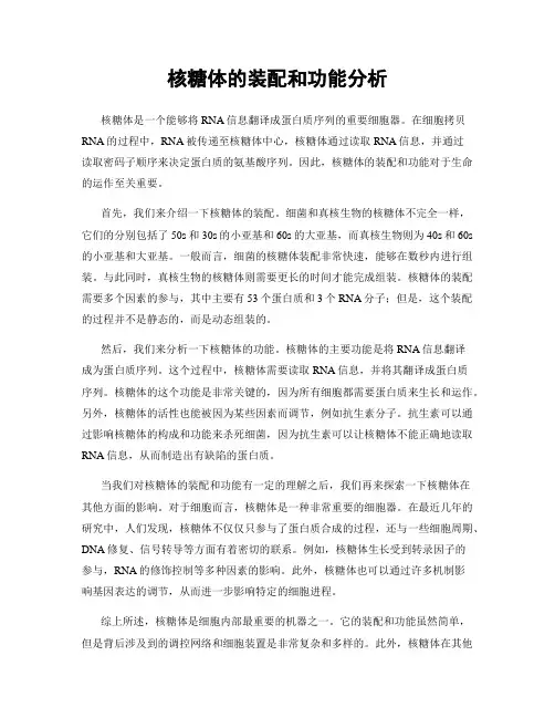 核糖体的装配和功能分析