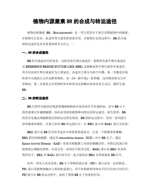 植物内源激素BR的合成与转运途径