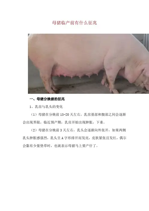 母猪临产前有什么征兆