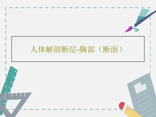 人体解剖断层-胸部(断面)共45页文档