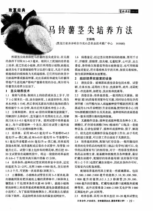 马铃薯茎尖培养方法