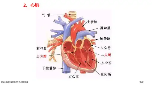 婴幼儿的血液循环系统及特点专家讲座