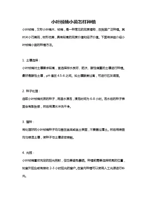 小叶桢楠小苗怎样种植