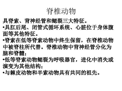 高中生物竞赛课件：脊椎动物