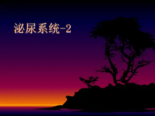 泌尿系统见习2PPT