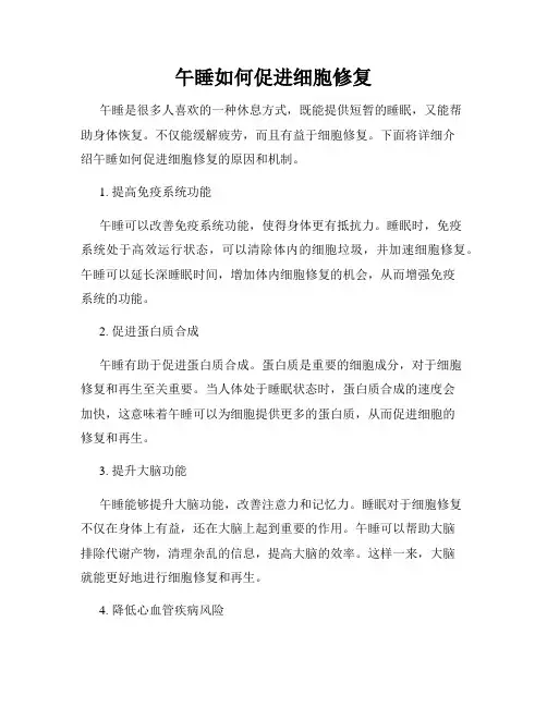 午睡如何促进细胞修复