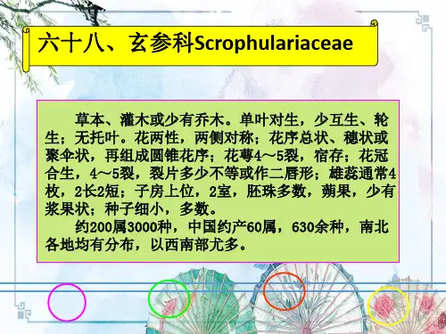【园林植物学】第三十五章 管花目-玄参科