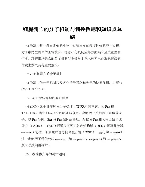 细胞凋亡的分子机制与调控例题和知识点总结