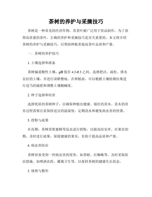 茶树的养护与采摘技巧