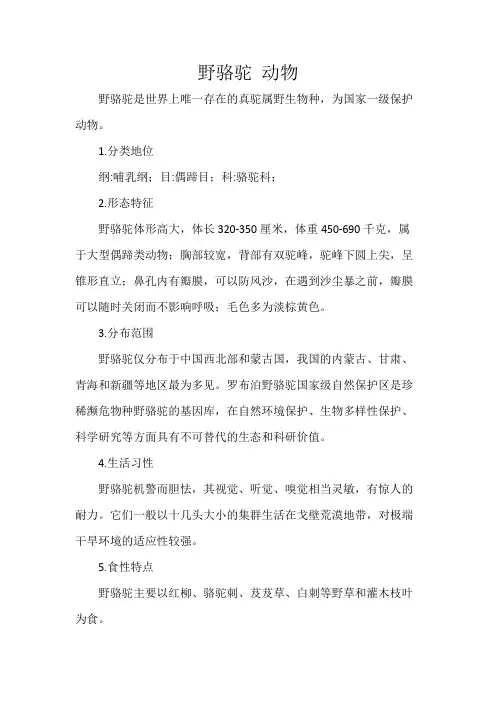 野骆驼 动物